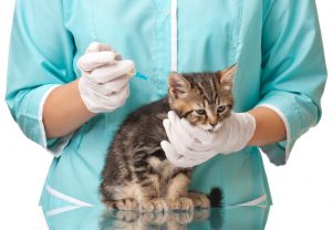 Вакцинация кошек блог