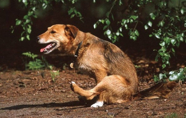 Собака ездит попой по полу: причины и лечение | Vetpomosch.by