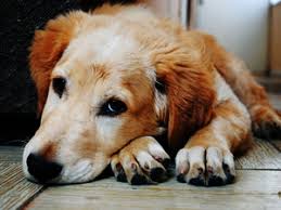 Гуманное усыпление животных на дому в Минске